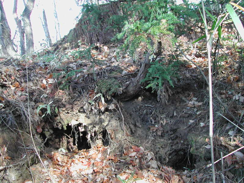 松の根の周囲には盗掘の跡がある。