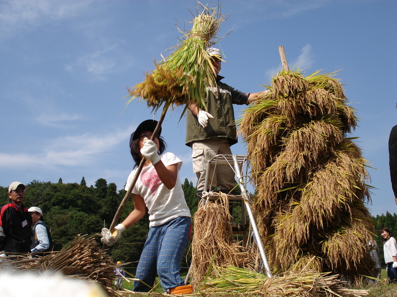 荘園米の稲刈り体験。自然乾燥の美味しいお米です♪ （荘園オーナー募集中）
