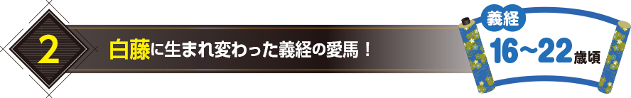 2.白藤に生まれ変わった義経の愛馬！（義経16〜22歳頃）